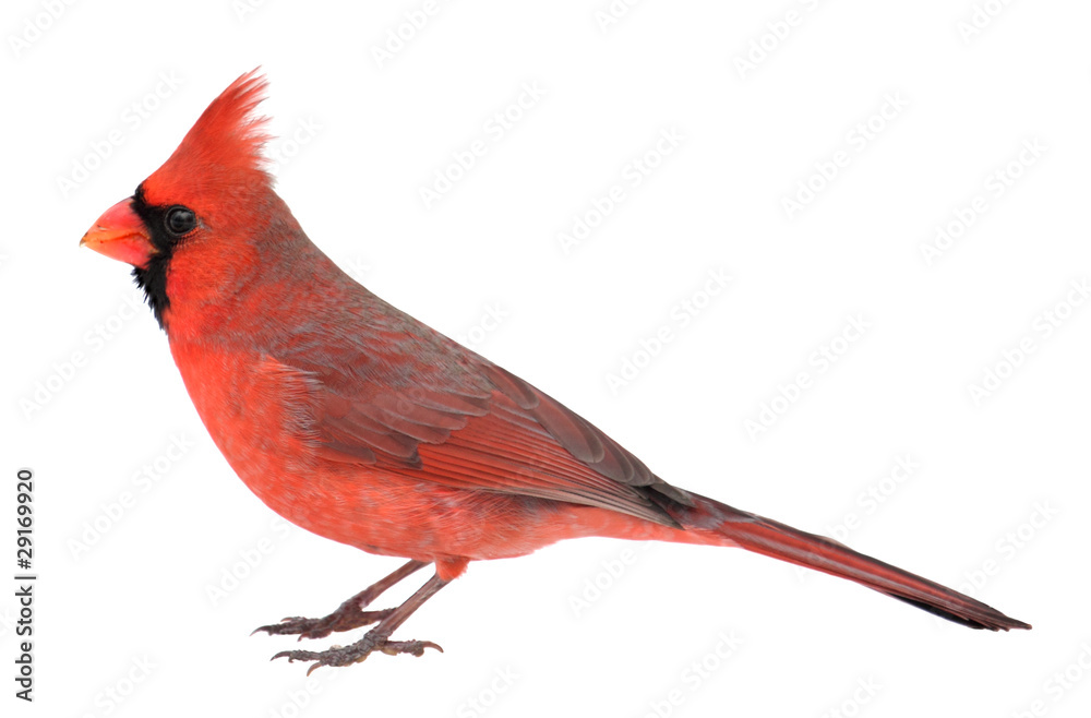 Naklejka premium Northern Cardinal, Cardinalis cardinalis, Isolated
