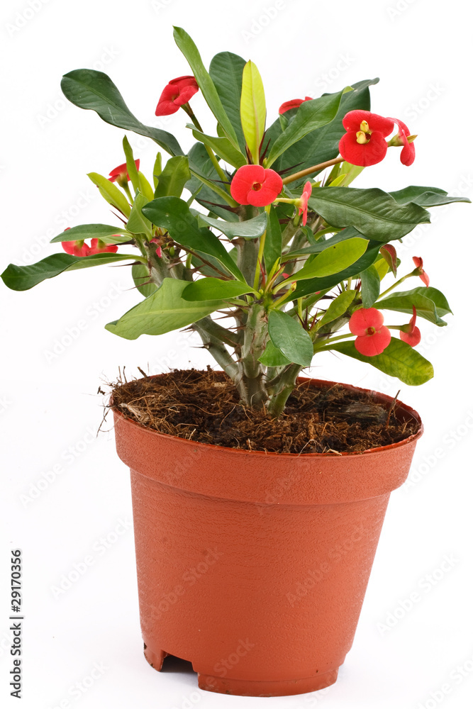 Impatiens Impatiens
