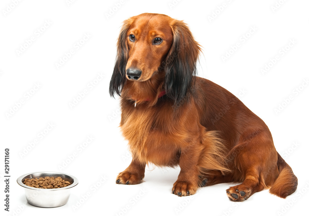 Dachshund and dog food in bowl over white