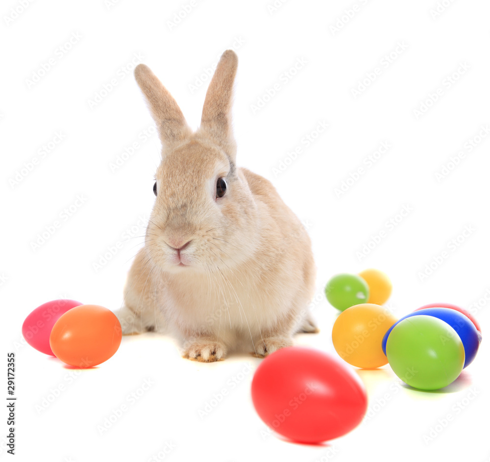 Fototapeta premium Osterhase