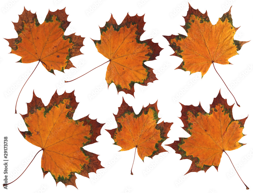 Feuilles d'automne Feuilles d'automne