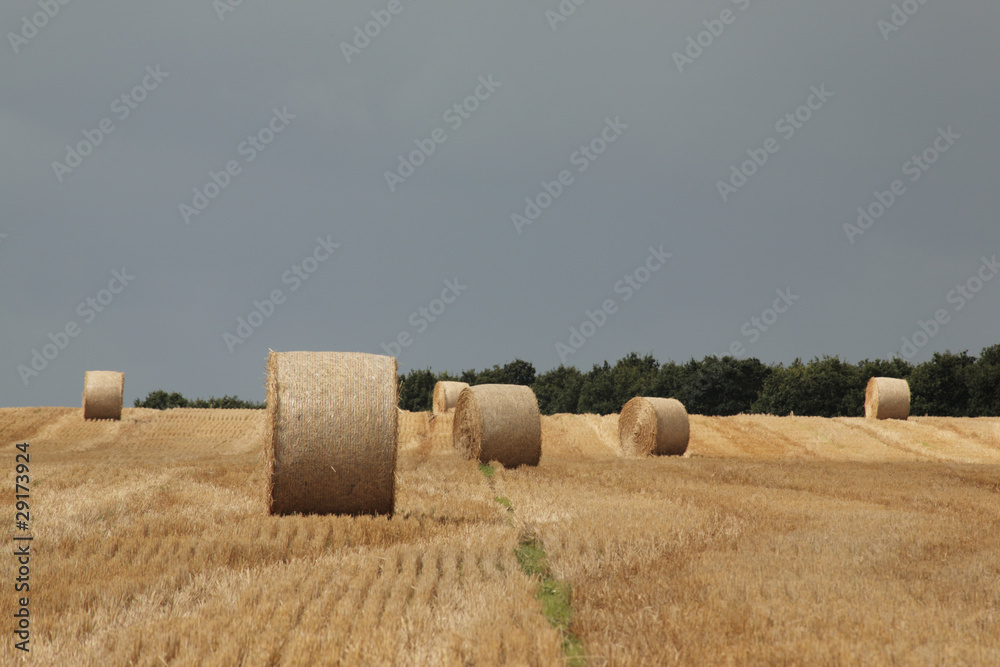 Field of round straw bales