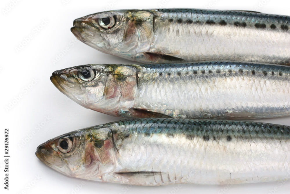 japanese sardine, japanese pilchard japanese sardine, japanese pilchard