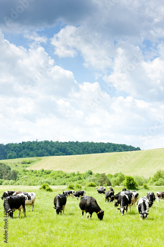 herd of cows, Slovakia