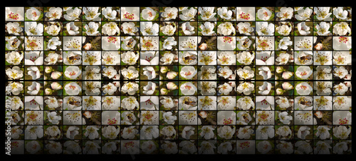 Абстрактный мультимедийный экран с изображениями цветов яблони