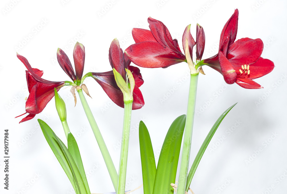 Fototapeta premium Flower