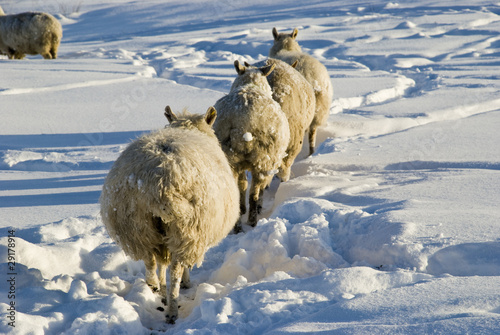 Sheep in snow