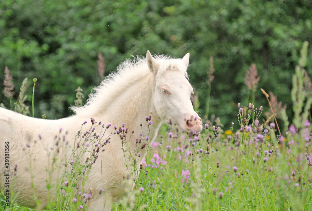 Obraz premium Foal on a meadow