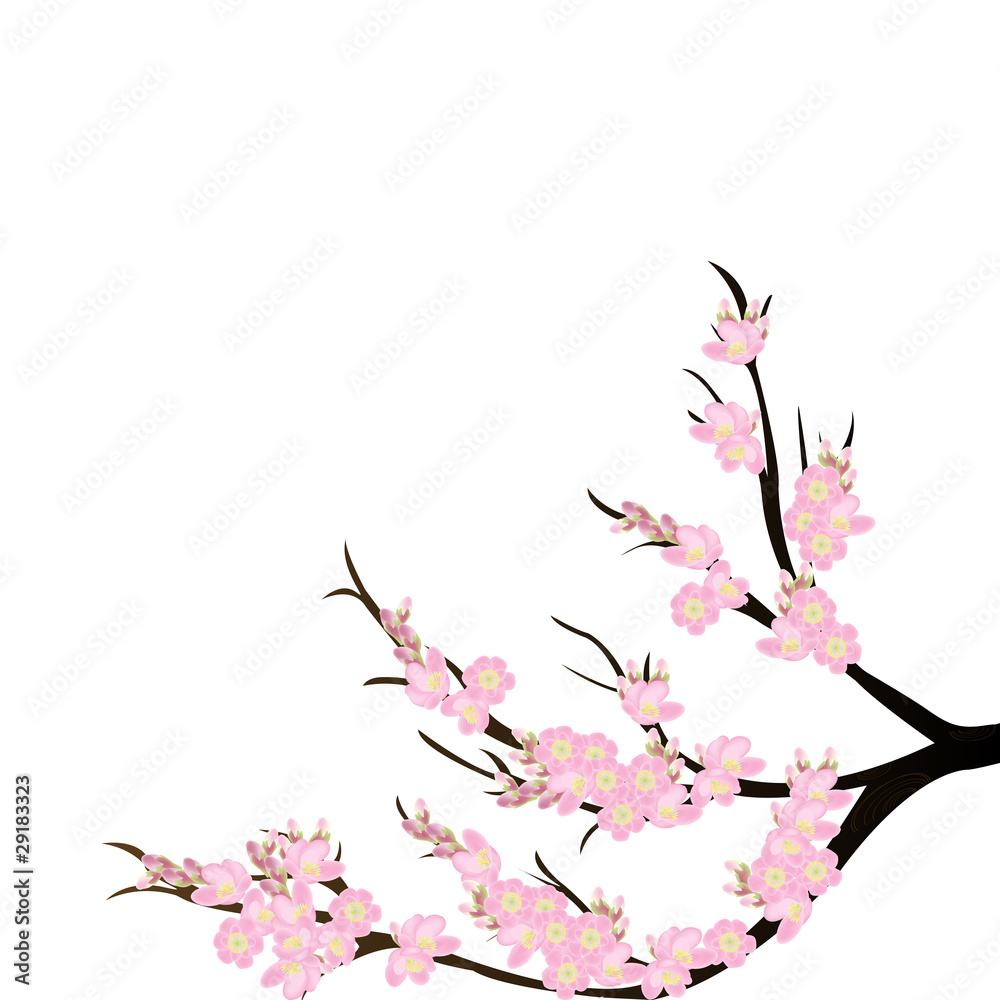 Naklejka premium Cherry blossom branch over white background