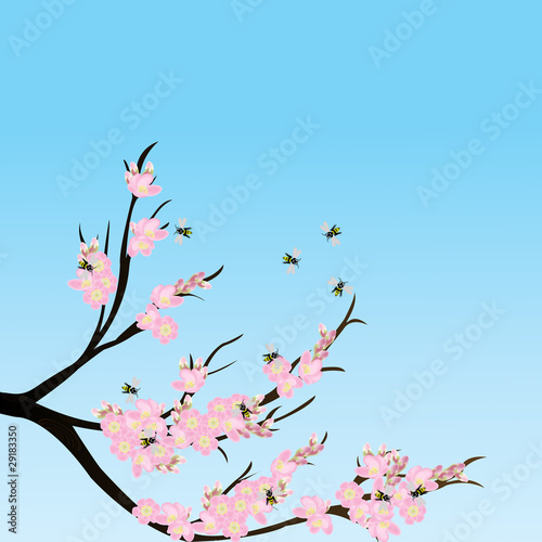 Fototapeta Naklejka Na Ścianę i Meble -  Cherry blossom branch with bees, spring composition