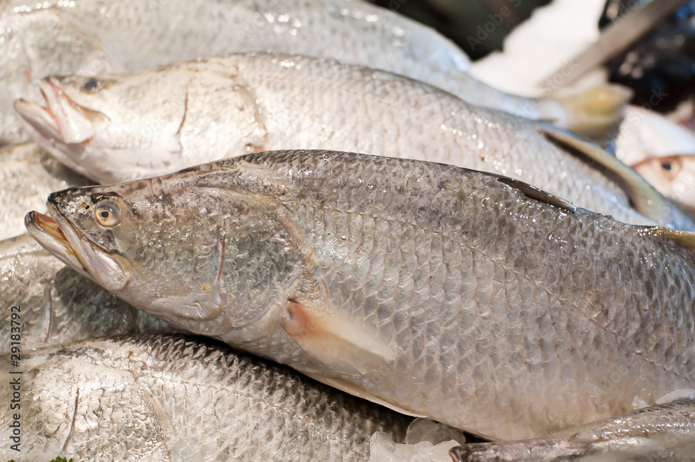 Barramundi Barramundi