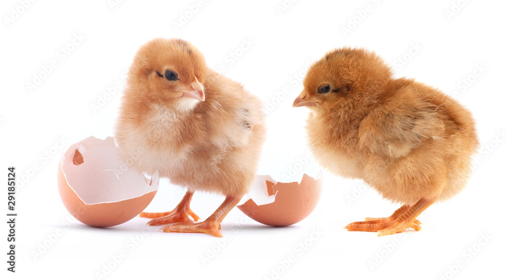 Fototapeta premium The yellow small chicks with egg isolated on a white background