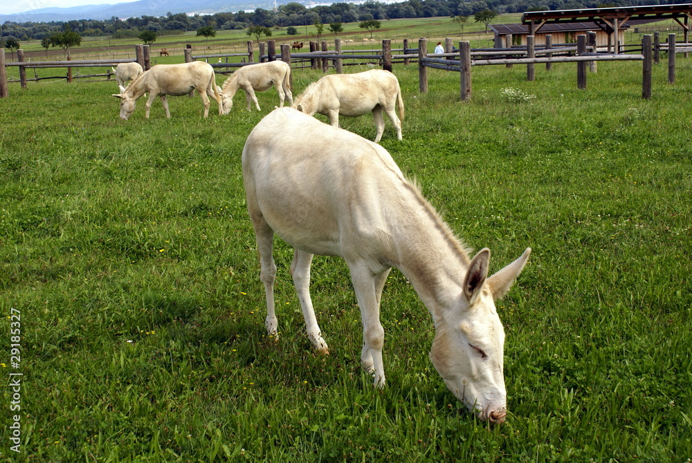 Obraz premium weißer Esel