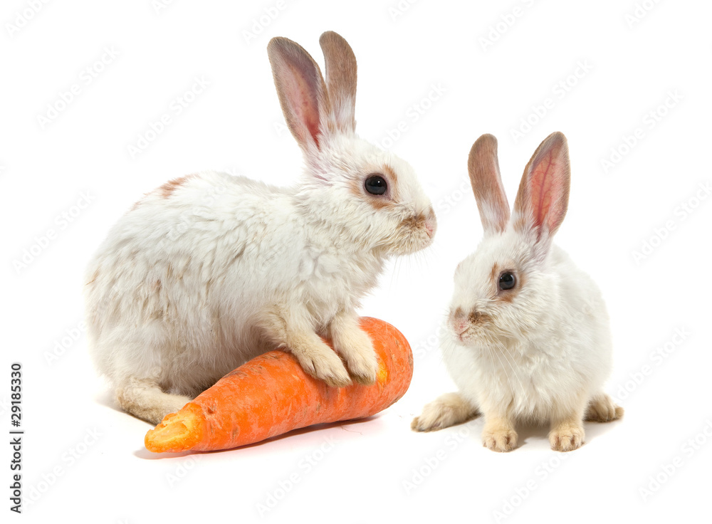 Obraz premium White small rabbit