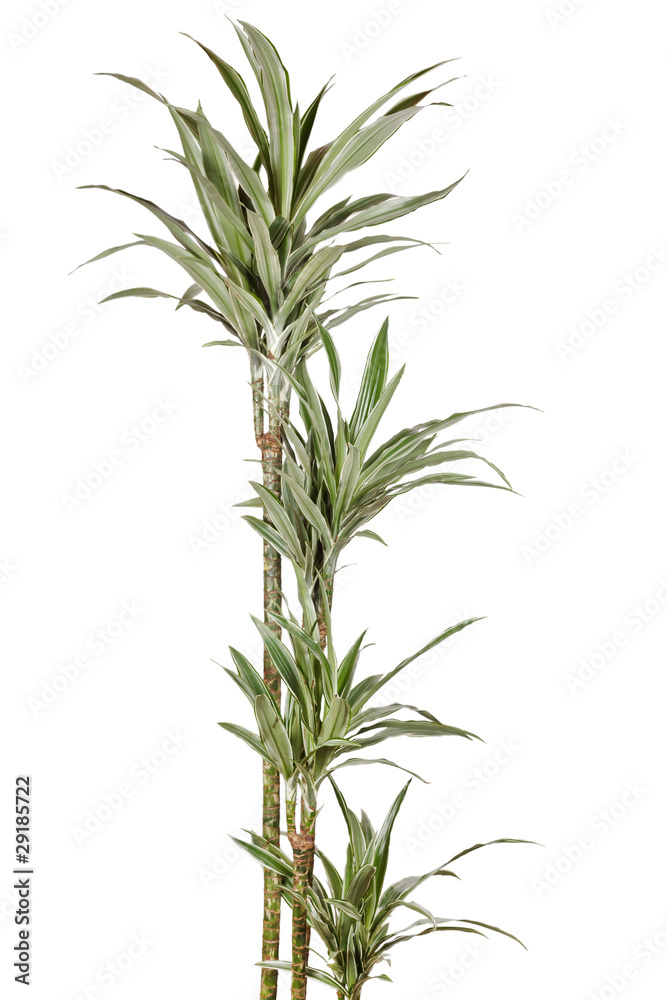 Dracaena plant Dracaena plant