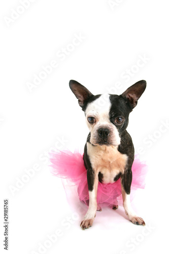 Boston terrier with a tutu © pink candy