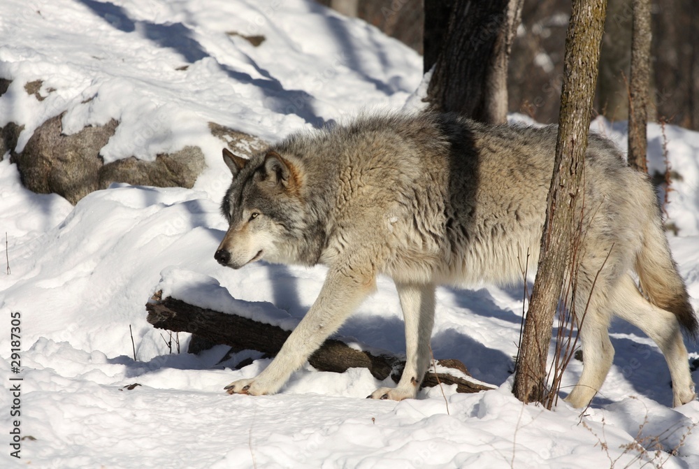 Obraz premium loup gris marchant