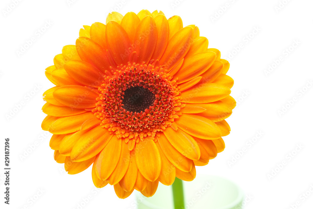 an orange gerbera flower isolated on white an orange gerbera flower isolated on white
