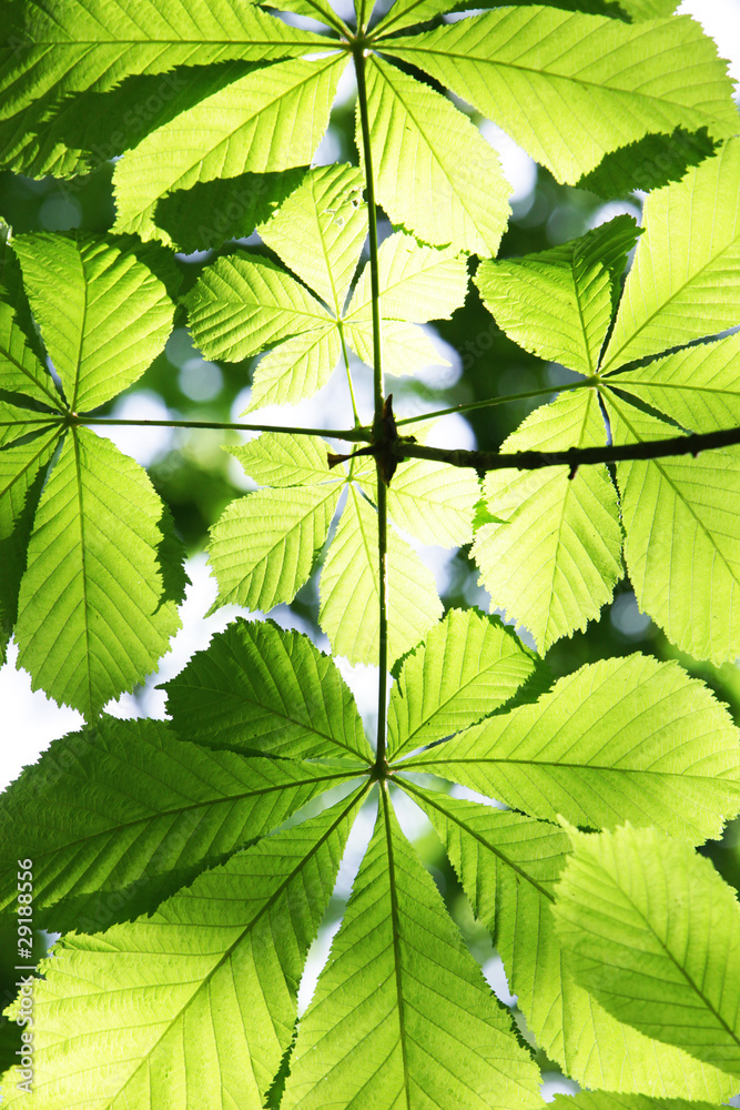 blätter einer kastanie im sonnenlicht,frühjahr blätter einer kastanie im sonnenlicht,frühjahr