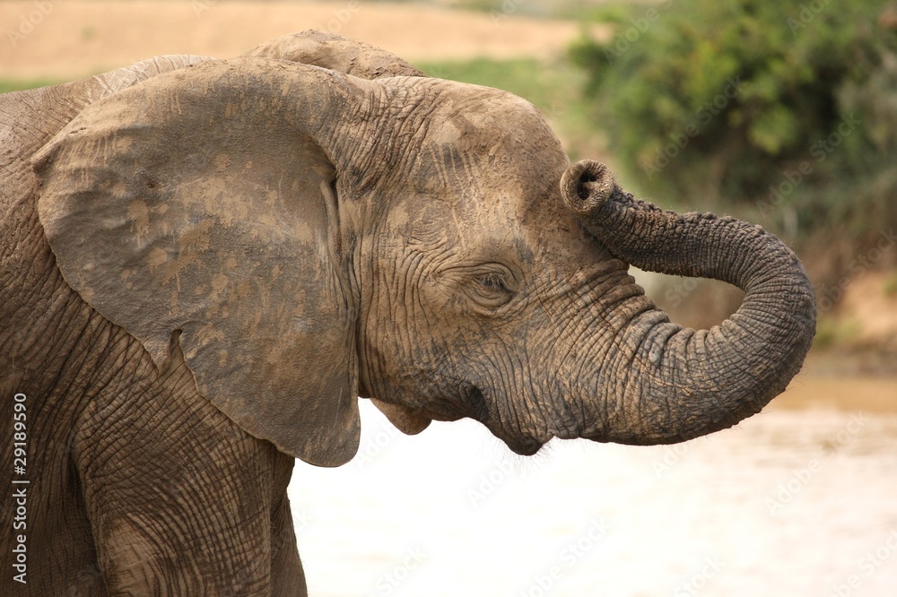 Fototapeta premium Elephant Headache
