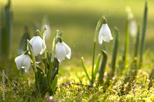Fotografija snowdrop flowers in morning, soft focus, perfect for postcard