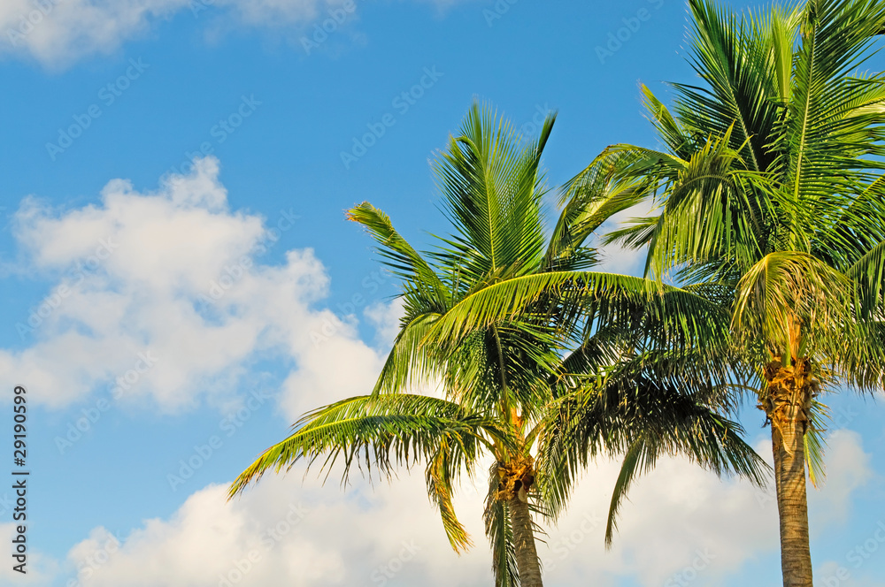 Palms trees on the beach during bright day Palms trees on the beach during bright day