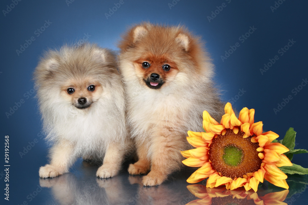 Spitz Puppies (5 months) with sunflower on a blue background Spitz Puppies (5 months) with sunflower on a blue background