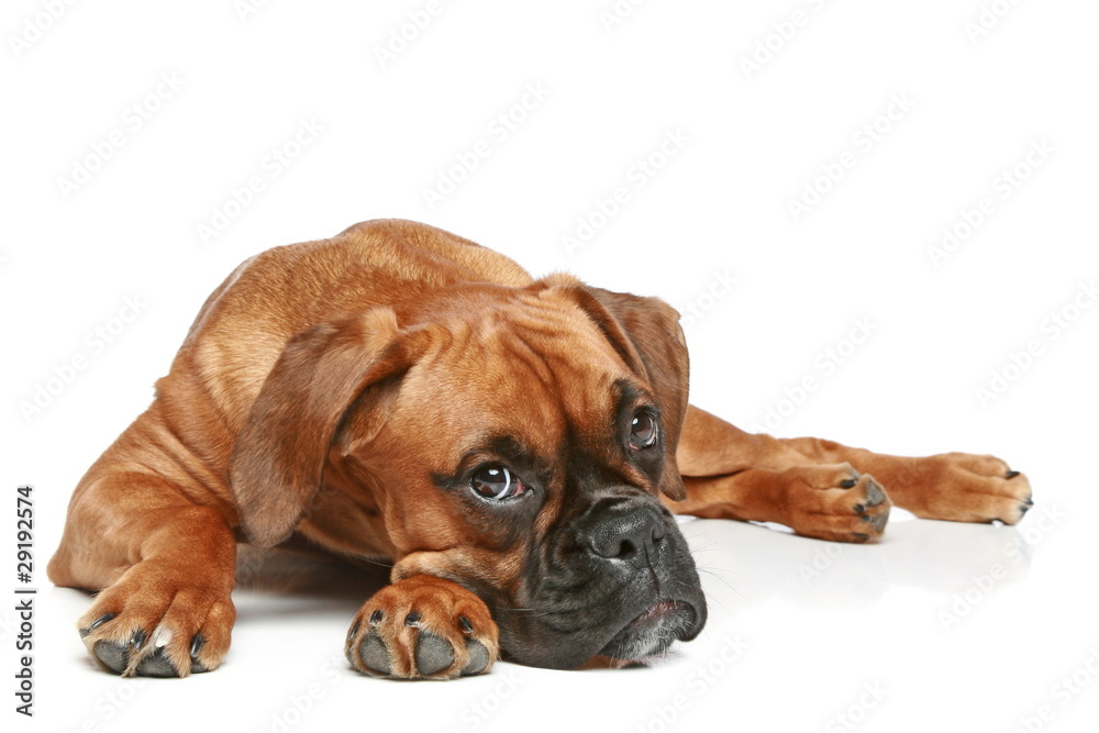German Boxer puppy (5 month) lying on a white background