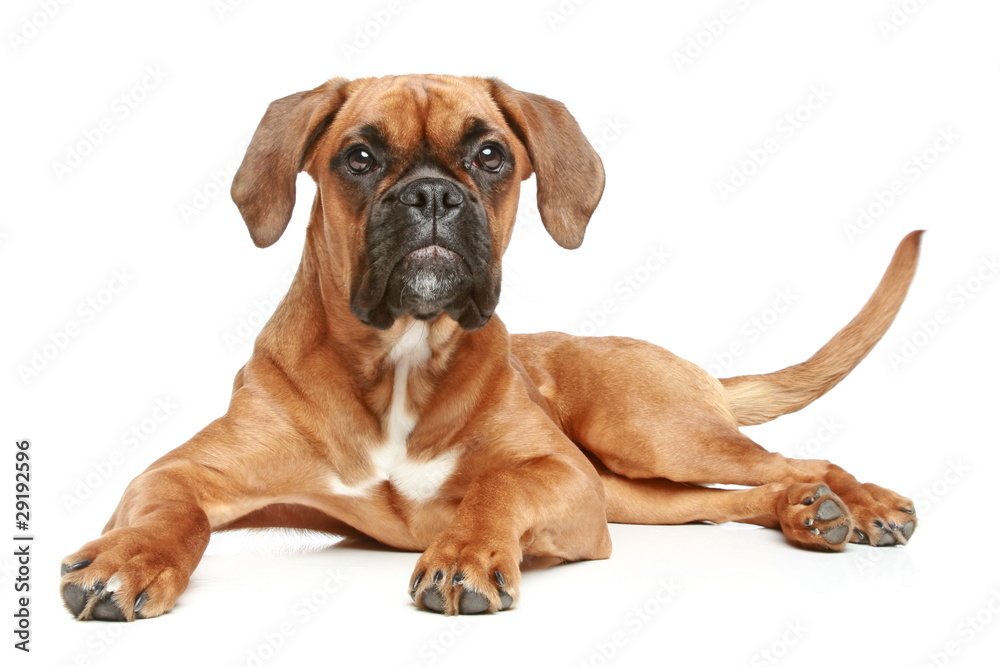 German Boxer (5 month) lying on a white background