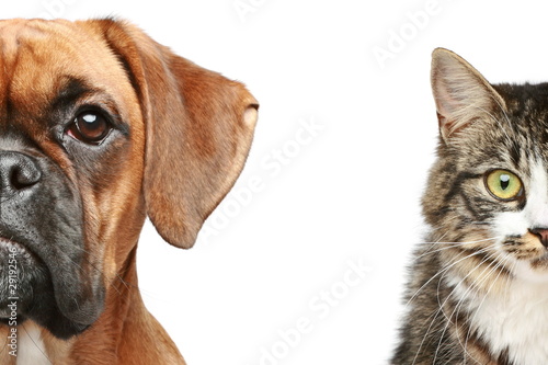 Photography Dogs and cats. half of muzzle close up portrait