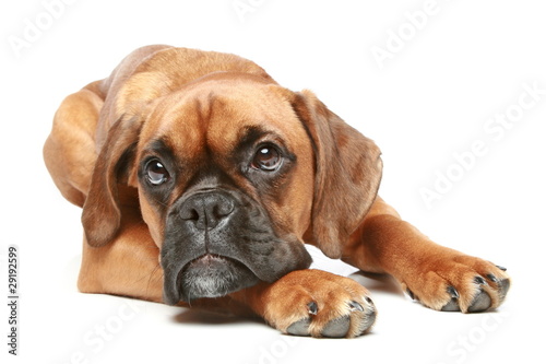 German Boxer puppy (5 month) lying on a white background