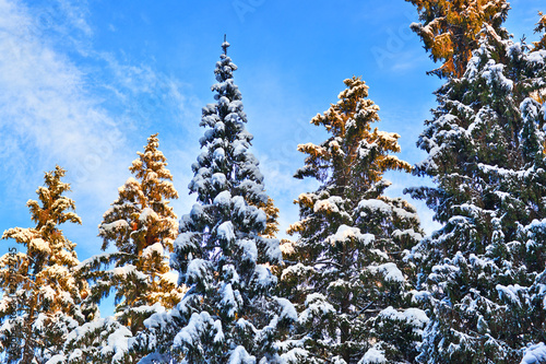 Winter forest