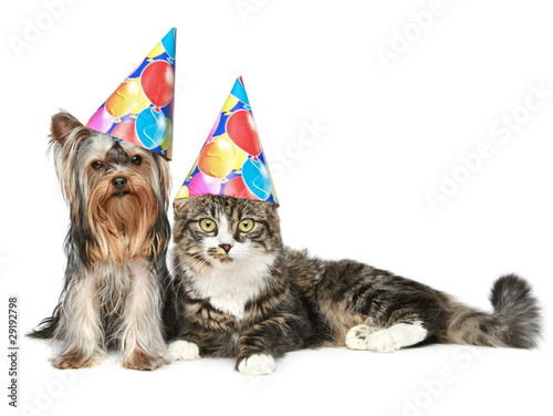 Foto Yorkshire terrier and a Norwegian forest cat in party cap