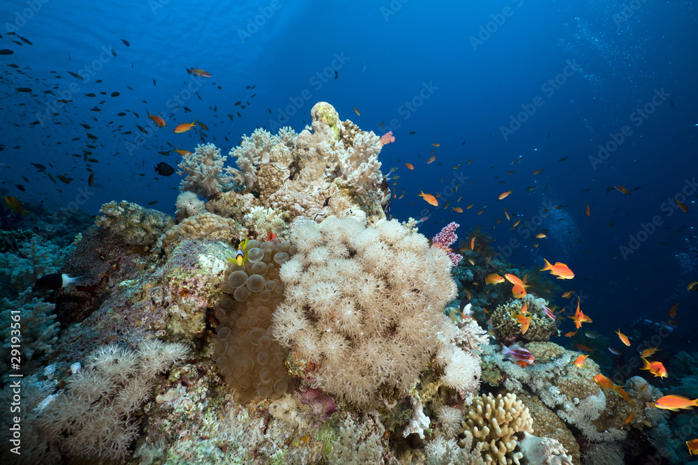 Naklejka premium Anemone and anemonefish in the Red Sea.