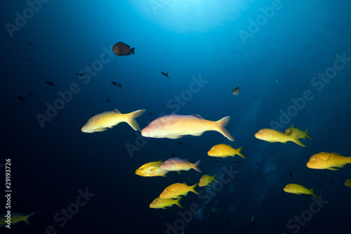 Yellowsaddle goatfish in the Red Sea.