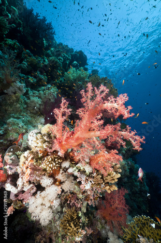 Marine life in the Red Sea.