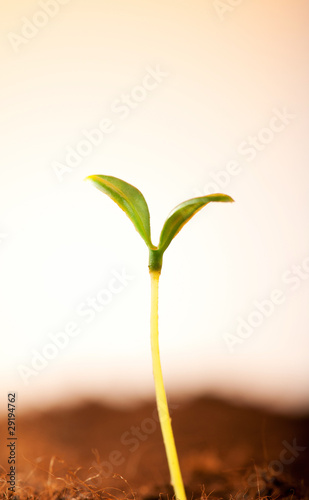 Green seedling illustrating concept of new life