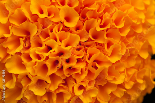 orange marigold macro view