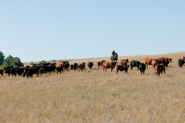 Foto auf Leinwand Kuh Grazing_03  © Daisuke Ito