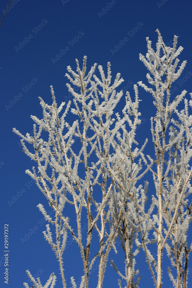 Ice covered plants against blue sky