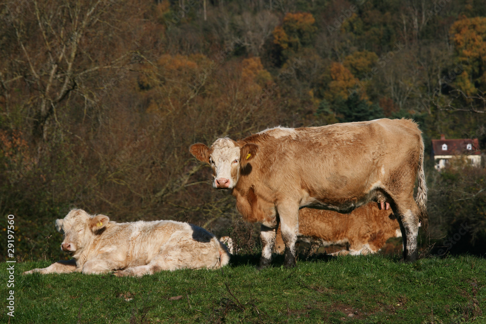 Cows relaxing on an Autumn Day Cows relaxing on an Autumn Day