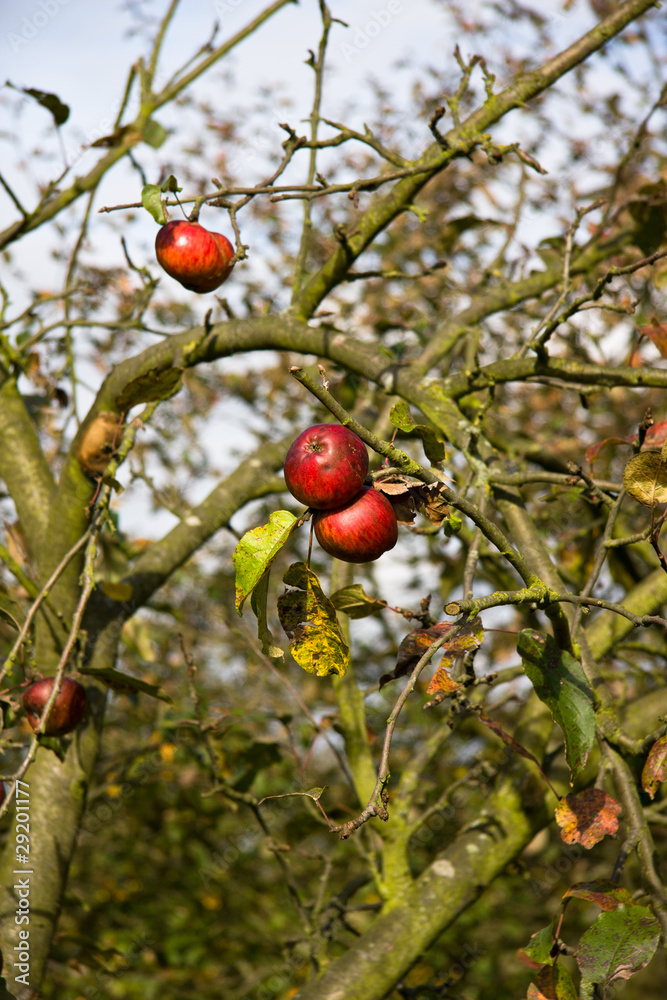 Apfelbaum im Herbst
