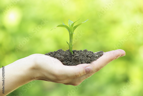 plant in the hands