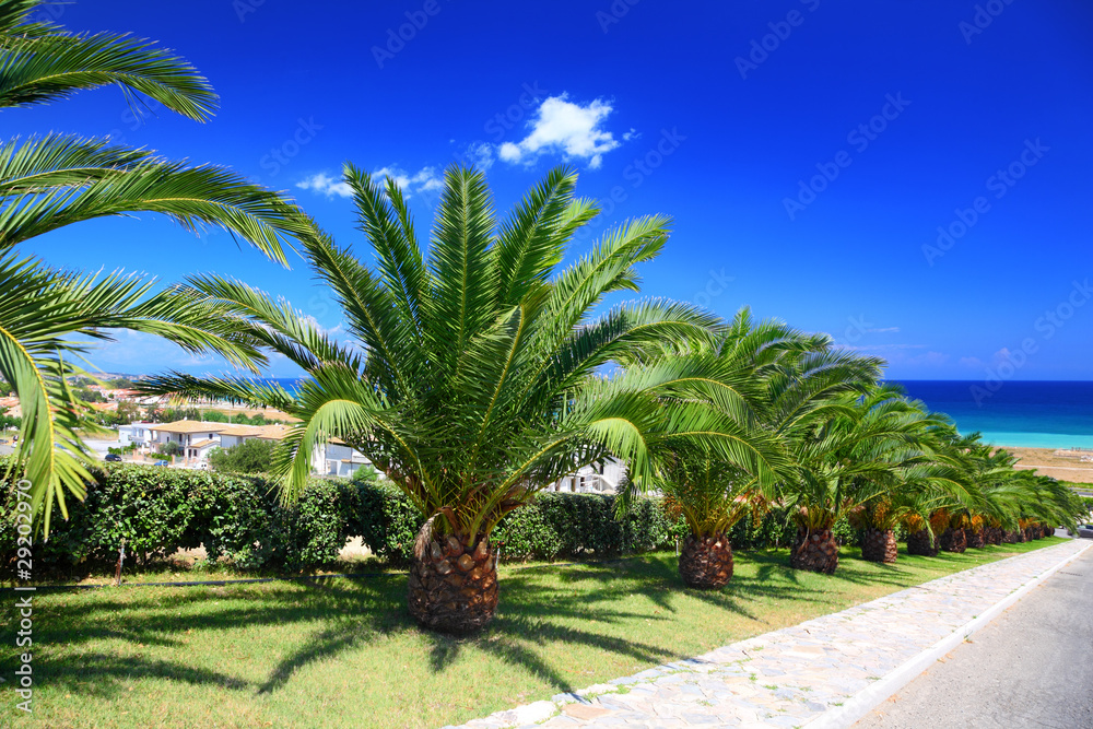 Palm trees planted in row along mall leading to sea on sunny day