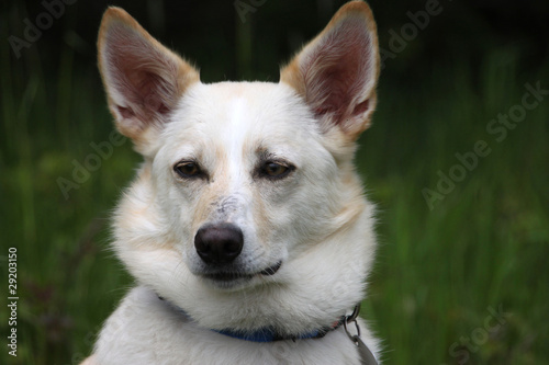 Corgi-Mix