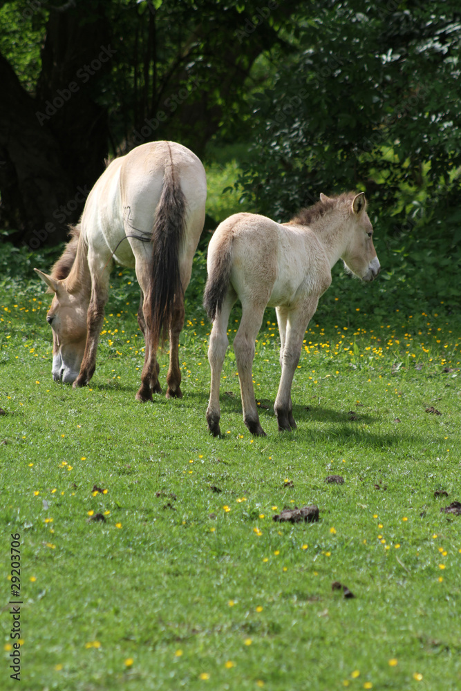 Fototapeta premium Przewalski-Pferde