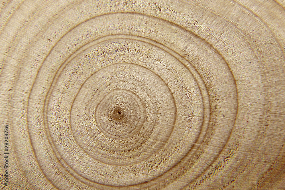 Fototapeta premium Buchenholzkern