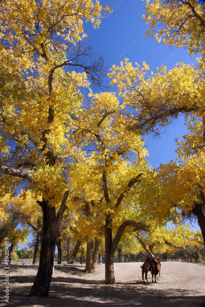 Forest with golden leaves in autumn Forest with golden leaves in autumn