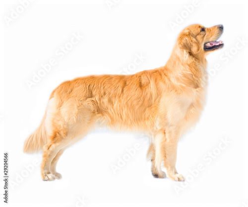 Obraz na plátně Posing golden retriever dog isolated on white