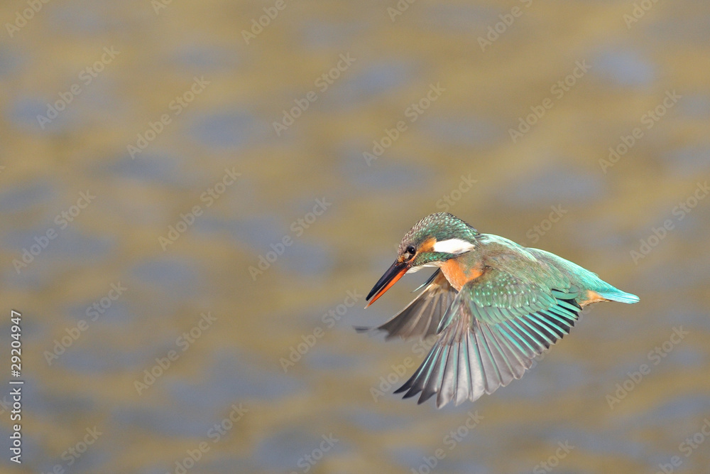 Obraz premium ホバリングするカワセミ